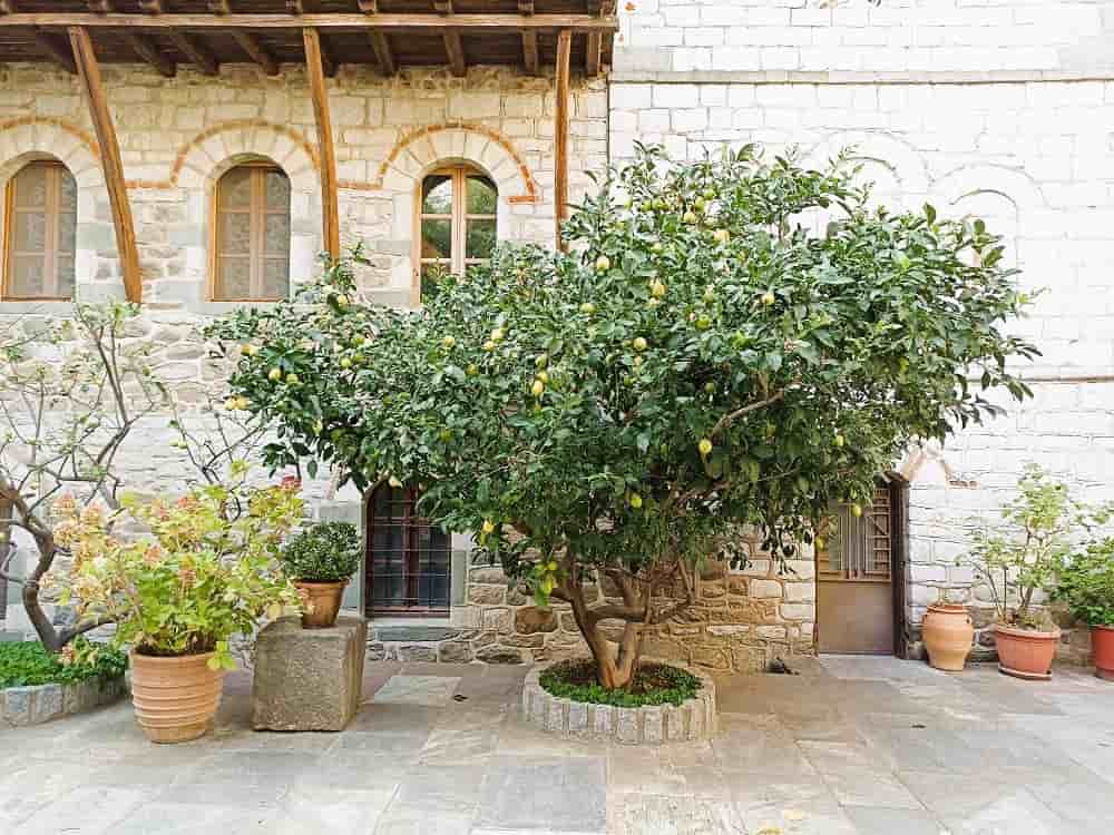 Лимонное дерево в монастыре Григориат
